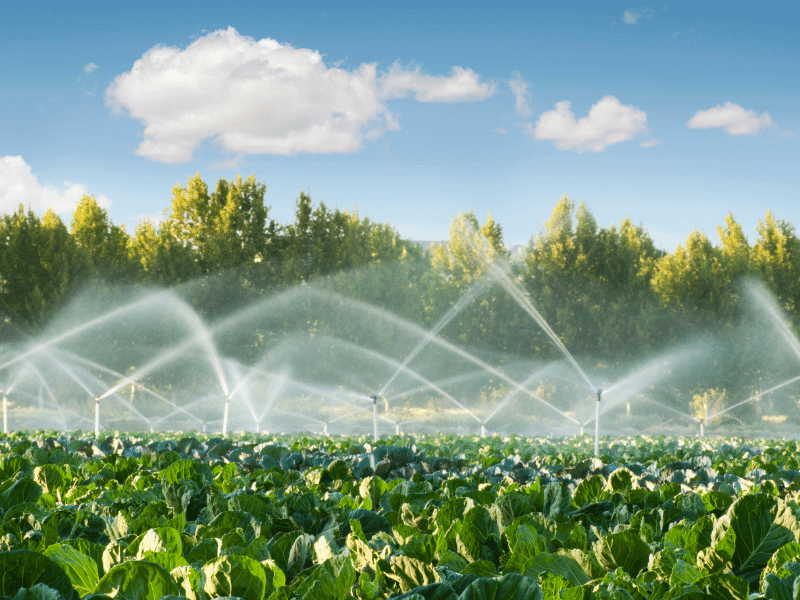 Growing-a-Vegetable-Garden-During-Pregnancy_-Health-Benefits-and-Tips