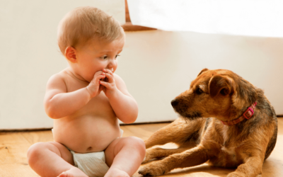 PREPARING PETS FOR ARRIVAL OF NEW BABY