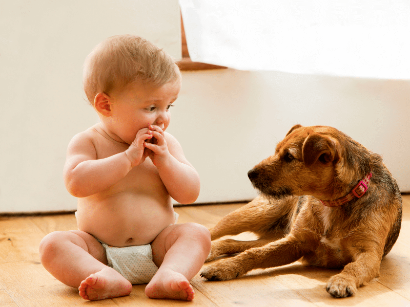 PREPARING PETS FOR ARRIVAL OF NEW BABY